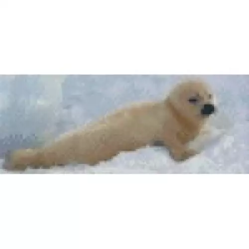 pixelhobby Kit Bébé Phoque