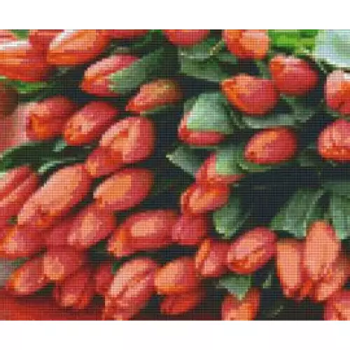 pixelhobby Kit Tulipes Rouges